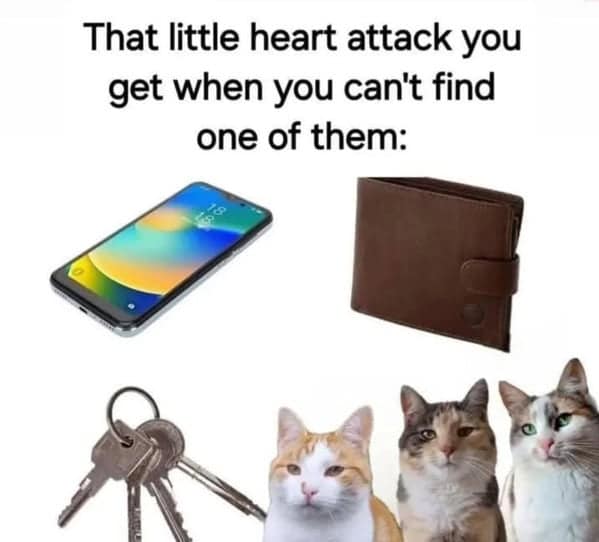 cat memes, funny cat memes, kitty memes, feline memes, whiskered memes, comedic feline posts, humorous cat pics, cat humor, playful purr jokes, sassy furball wit, cat pictures, feline snapshots, whisker photography