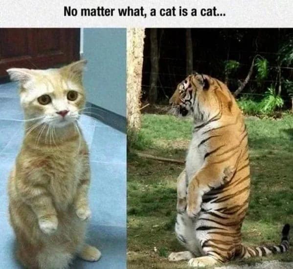 cat memes, funny cat memes, kitty memes, feline memes, whiskered memes, comedic feline posts, humorous cat pics, cat humor, playful purr jokes, sassy furball wit, cat pictures, feline snapshots, whisker photography
