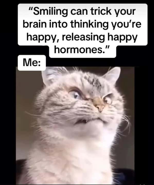 cat memes, funny cat memes, kitty memes, feline memes, whiskered memes, comedic feline posts, humorous cat pics, cat humor, playful purr jokes, sassy furball wit, cat pictures, feline snapshots, whisker photography