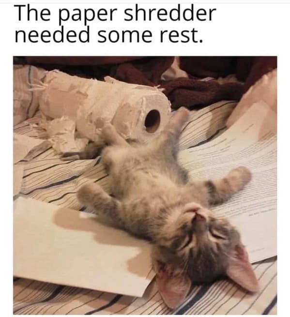 cat memes, funny cat memes, kitty memes, feline memes, whiskered memes, comedic feline posts, humorous cat pics, cat humor, playful purr jokes, sassy furball wit, cat pictures, feline snapshots, whisker photography