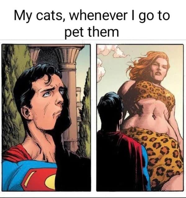 cat memes, funny cat memes, kitty memes, feline memes, whiskered memes, comedic feline posts, humorous cat pics, cat humor, playful purr jokes, sassy furball wit, cat pictures, feline snapshots, whisker photography