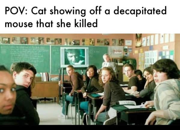 cat memes, funny cat memes, kitty memes, feline memes, whiskered memes, comedic feline posts, humorous cat pics, cat humor, playful purr jokes, sassy furball wit, cat pictures, feline snapshots, whisker photography