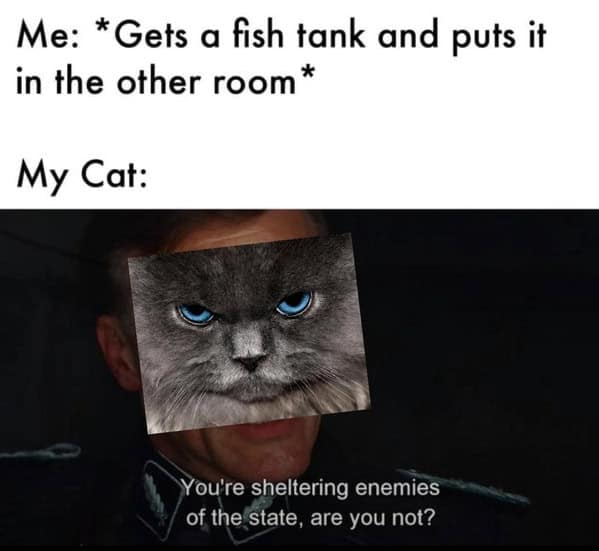 cat memes, funny cat memes, kitty memes, feline memes, whiskered memes, comedic feline posts, humorous cat pics, cat humor, playful purr jokes, sassy furball wit, cat pictures, feline snapshots, whisker photography