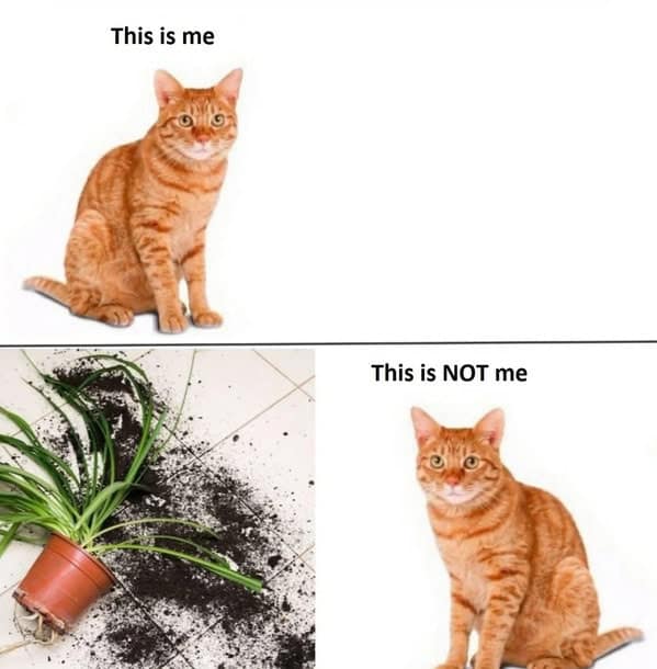 cat memes, funny cat memes, kitty memes, feline memes, whiskered memes, comedic feline posts, humorous cat pics, cat humor, playful purr jokes, sassy furball wit, cat pictures, feline snapshots, whisker photography