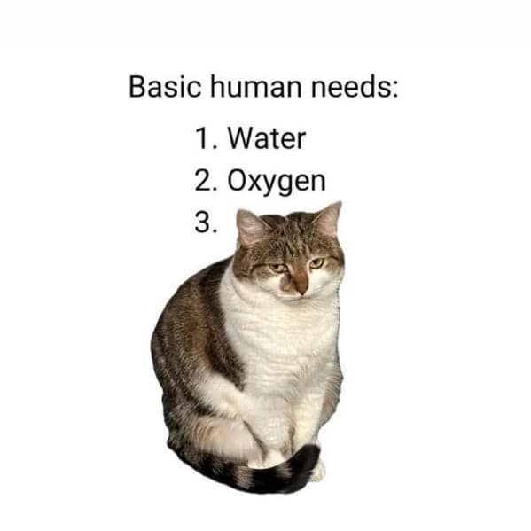 cat memes, funny cat memes, kitty memes, feline memes, whiskered memes, comedic feline posts, humorous cat pics, cat humor, playful purr jokes, sassy furball wit, cat pictures, feline snapshots, whisker photography