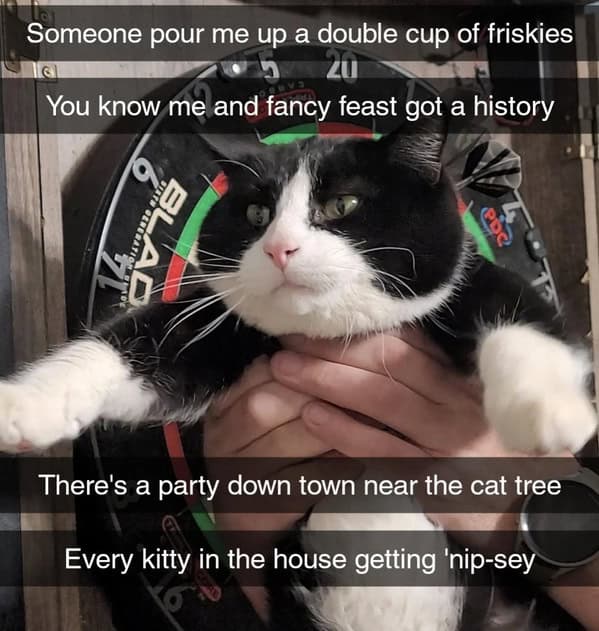 cat memes, funny cat memes, kitty memes, feline memes, whiskered memes, comedic feline posts, humorous cat pics, cat humor, playful purr jokes, sassy furball wit, cat pictures, feline snapshots, whisker photography