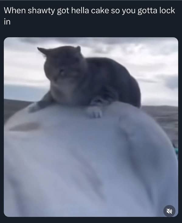 cat memes, funny cat memes, kitty memes, feline memes, whiskered memes, comedic feline posts, humorous cat pics, cat humor, playful purr jokes, sassy furball wit, cat pictures, feline snapshots, whisker photography