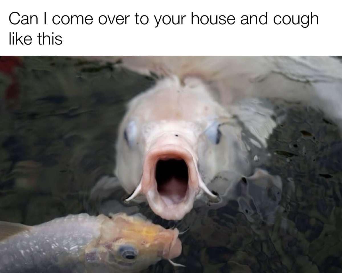 classic memes, vintage memes, viral tweets, timeless memes, nostalgic memes, evergreen humor, funny throwback memes, viral tweets, internet nostalgia, vintage meme humor, classic jokes, enduring meme trends, best memes, old memes