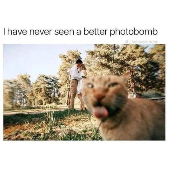 cat memes, funny cat memes, kitty memes, feline memes, whiskered memes, comedic feline posts, humorous cat pics, cat humor, playful purr jokes, sassy furball wit, cat pictures, feline snapshots, whisker photography