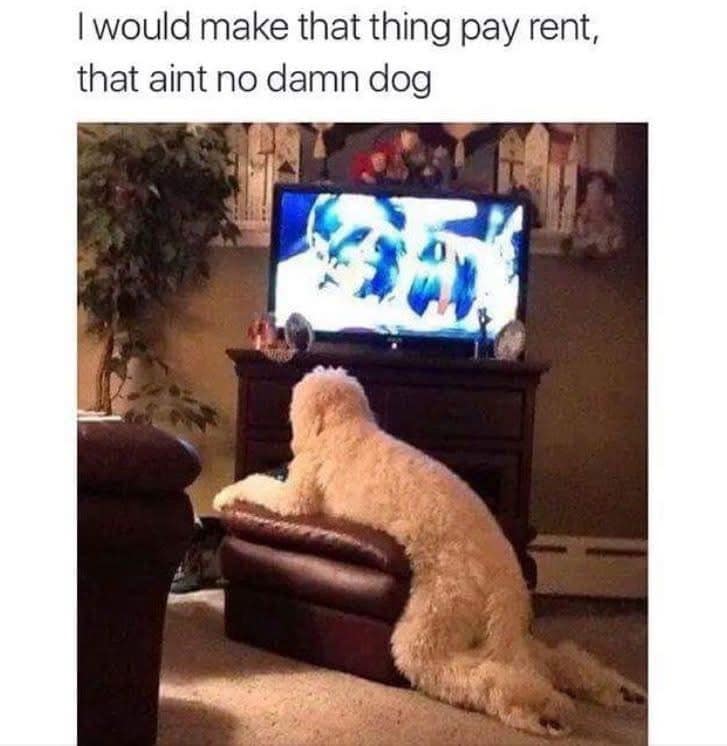 classic memes, vintage memes, viral tweets, timeless memes, vintage memes, internet relics, tweet sensations, comedic text posts, retro tweets, net throwbacks, older digital jokes, old memes, best memes