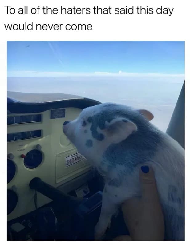 classic memes, vintage memes, viral tweets, timeless memes, vintage memes, internet relics, tweet sensations, comedic text posts, retro tweets, net throwbacks, older digital jokes, old memes, best memes