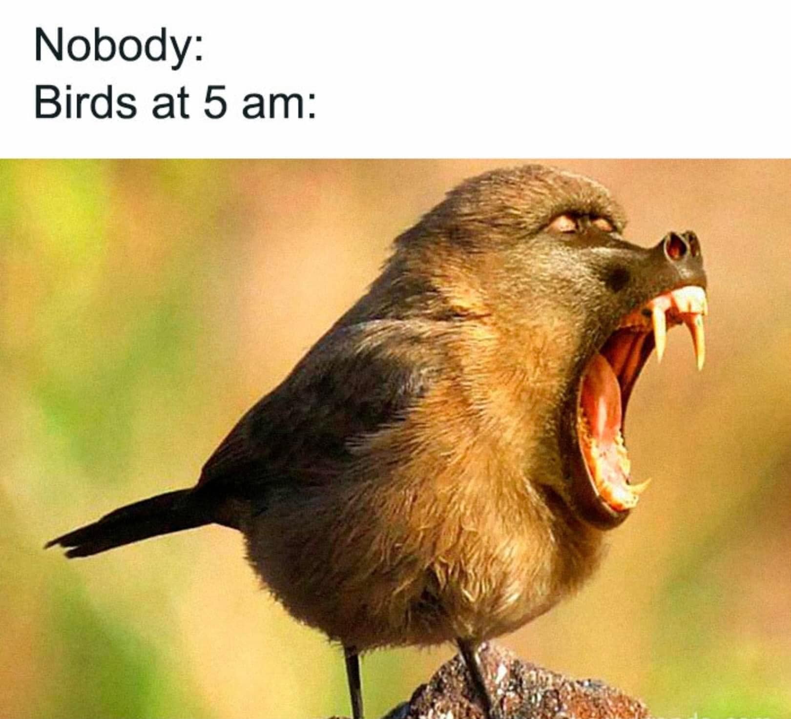 classic memes, vintage memes, viral tweets, timeless memes, vintage memes, internet relics, tweet sensations, comedic text posts, retro tweets, net throwbacks, older digital jokes, old memes, best memes