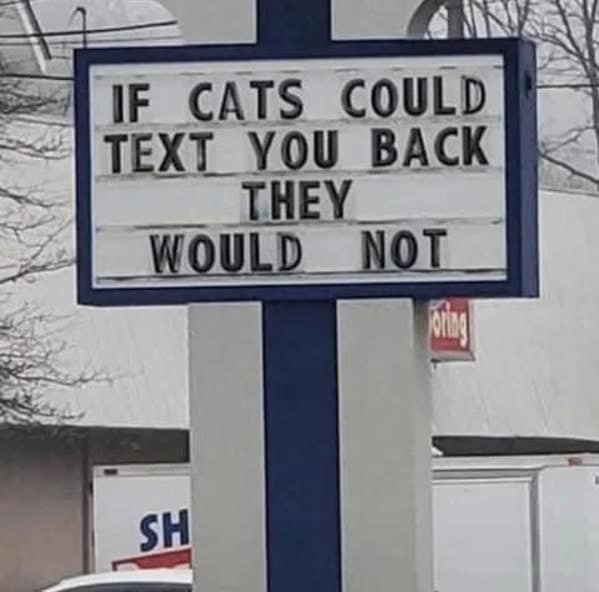 cat memes, funny cat memes, kitty memes, feline memes, whiskered memes, comedic feline posts, humorous cat pics, cat humor, playful purr jokes, sassy furball wit, cat pictures, feline snapshots, whisker photography