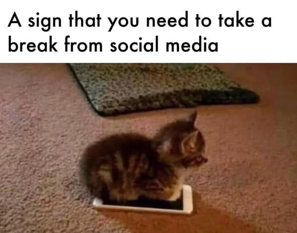 cat memes, funny cat memes, kitty memes, feline memes, whiskered memes, comedic feline posts, humorous cat pics, cat humor, playful purr jokes, sassy furball wit, cat pictures, feline snapshots, whisker photography