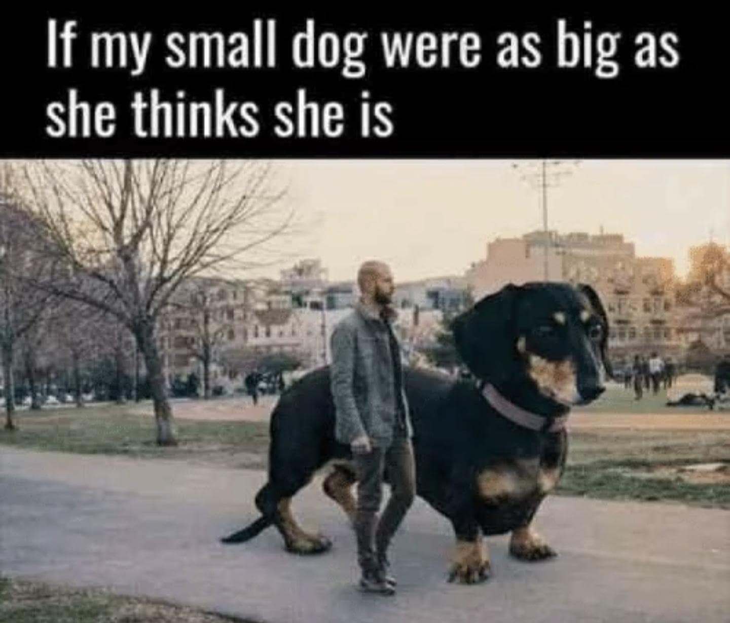 If my small dog were as big as she thinks she is