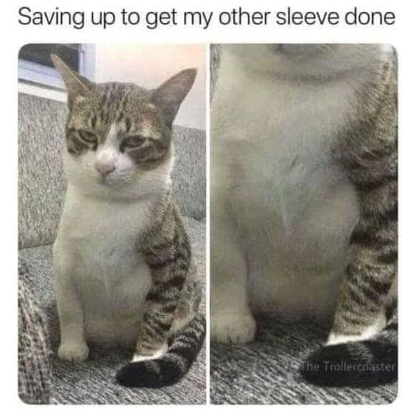 cat memes, funny cat memes, kitty memes, feline memes, whiskered memes, comedic feline posts, humorous cat pics, cat humor, playful purr jokes, sassy furball wit, cat pictures, feline snapshots, whisker photography