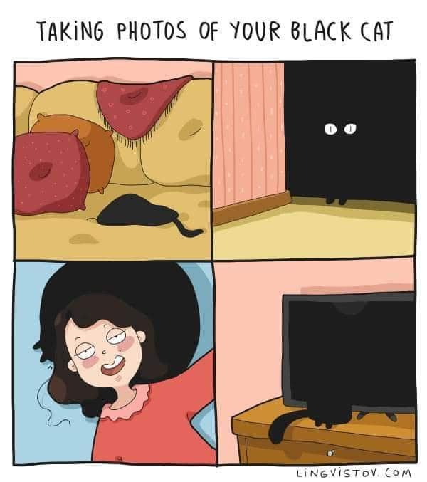 TAKiNG PHOTOS OF YOUR BLACK CAT LiNGVISTOV. COM