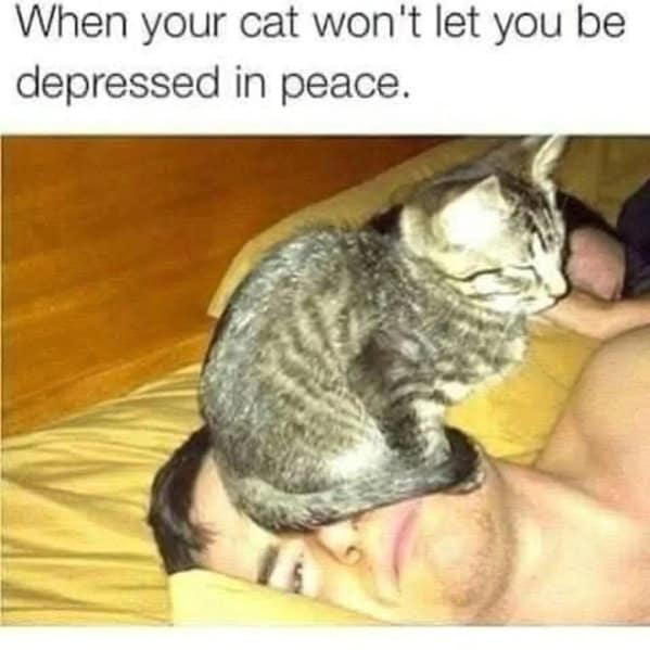 cat memes, funny cat memes, kitty memes, feline memes, whiskered memes, comedic feline posts, humorous cat pics, cat humor, playful purr jokes, sassy furball wit, cat pictures, feline snapshots, whisker photography
