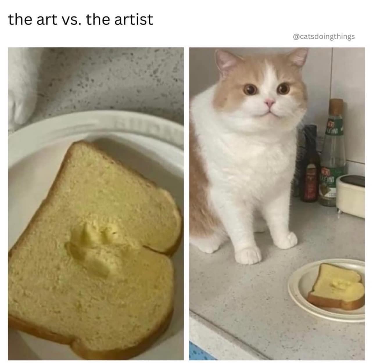 the art vs. the artist @catsdoingthings cat bread