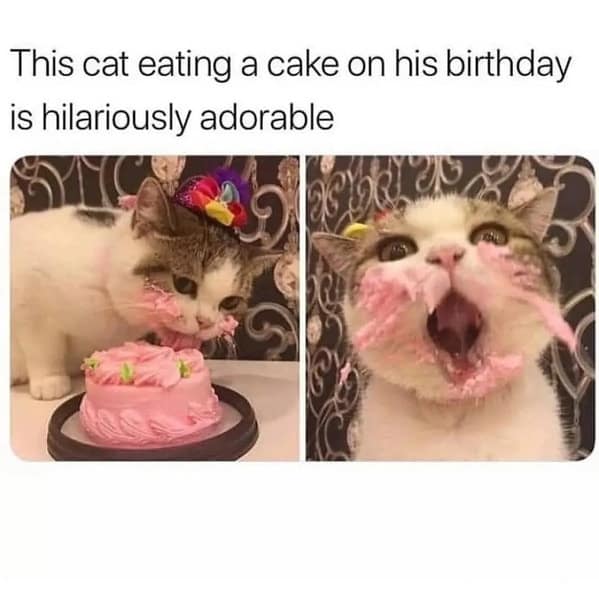 cat memes, funny cat memes, kitty memes, feline memes, whiskered memes, comedic feline posts, humorous cat pics, cat humor, playful purr jokes, sassy furball wit, cat pictures, feline snapshots, whisker photography