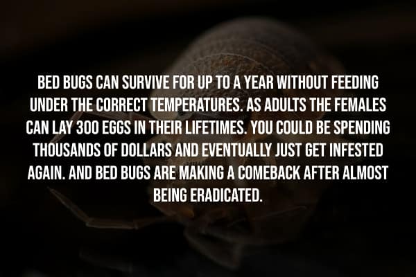 BED BUGS CAN SURVIVE FOR UP TO A YEAR WITHOUT FEEDING UNDER THE CORRECT TEMPERATURES. AS ADULTS THE FEMALES CAN LAY 300 EGGS IN THEIR LIFETIMES. YOU COULD BE SPENDING THOUSANDS OF DOLLARS AND EVENTUALLY JUST GET INFESTED AGAIN. AND BED BUGS ARE MAKING A COMEBACK AFTER ALMOST BEING ERADICATED.