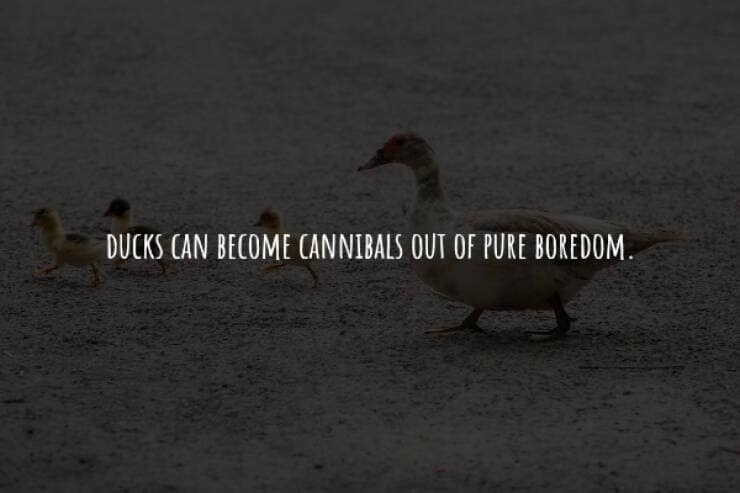 creepy facts, spooky facts, scary facts, eerie facts, chilling facts, disturbing facts, unsettling facts, frightening facts. bizarre facts, weird facts, unusual facts, odd facts