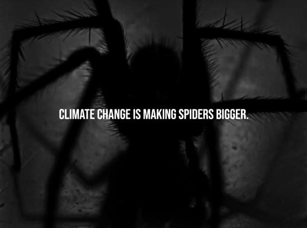 CLIMATE CHANGE IS MAKING SPIDERS BIGGER.