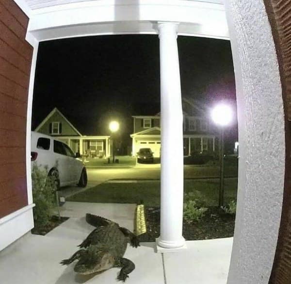 cursed images, haunted photos, bizarre pictures, unnerving snapshots, weird pictures, eerie visuals, unsettling scenes, disturbing memes, nightmare fuel, horrifying tidbits