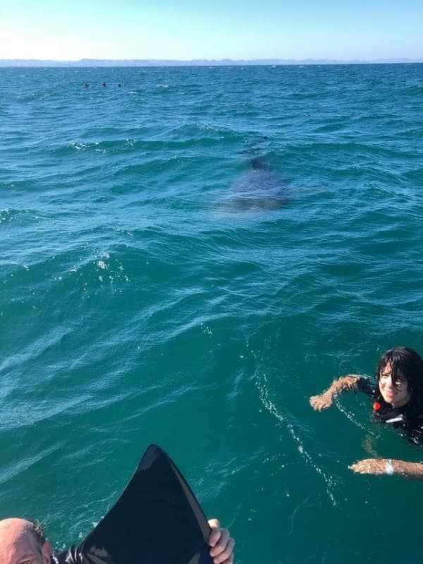 cursed images, haunted photos, bizarre pictures, unnerving snapshots, weird pictures, eerie visuals, unsettling scenes, disturbing memes, nightmare fuel, horrifying tidbits