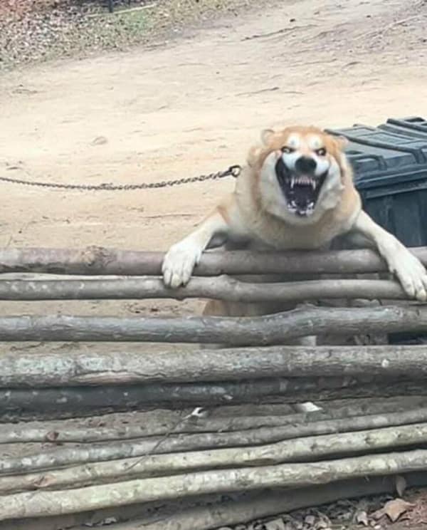 cursed images, haunted photos, bizarre pictures, unnerving snapshots, weird pictures, eerie visuals, unsettling scenes, disturbing memes, nightmare fuel, horrifying tidbits