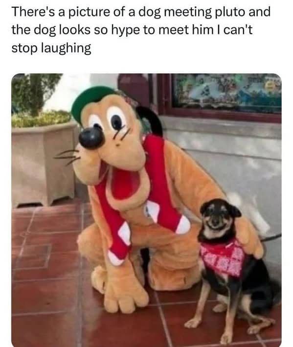 dog memes, funny dog memes, canine memes, pooch memes, furry friend memes, puppy memes, pup humor, little dog jokes, canine humor, dog funnies, four-legged jokes