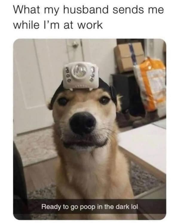 dog memes, funny dog memes, canine memes, pooch memes, furry friend memes, puppy memes, pup humor, little dog jokes, canine humor, dog funnies, four-legged jokes