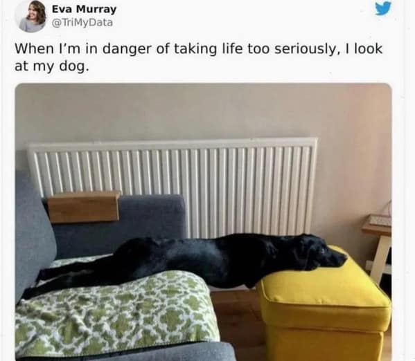 dog memes, funny dog memes, canine memes, pooch memes, furry friend memes, puppy memes, pup humor, little dog jokes, canine humor, dog funnies, four-legged jokes