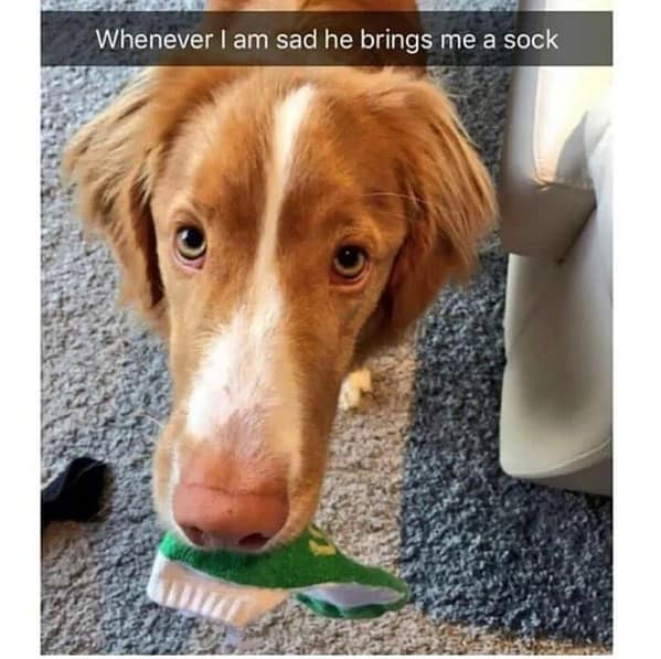 dog memes, funny dog memes, canine memes, pooch memes, furry friend memes, puppy memes, pup humor, little dog jokes, canine humor, dog funnies, four-legged jokes