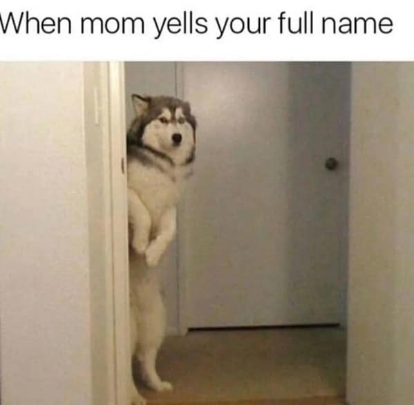dog memes, funny dog memes, canine memes, pooch memes, furry friend memes, puppy memes, pup humor, little dog jokes, canine humor, dog funnies, four-legged jokes