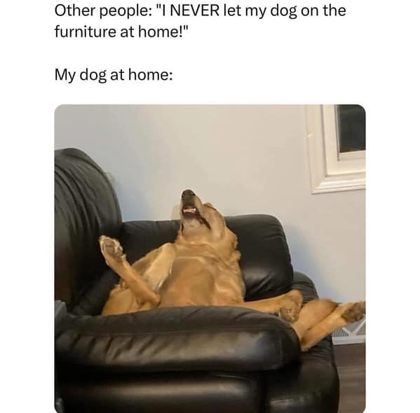 dog memes, funny dog memes, canine memes, pooch memes, furry friend memes, puppy memes, pup humor, little dog jokes, canine humor, dog funnies, four-legged jokes