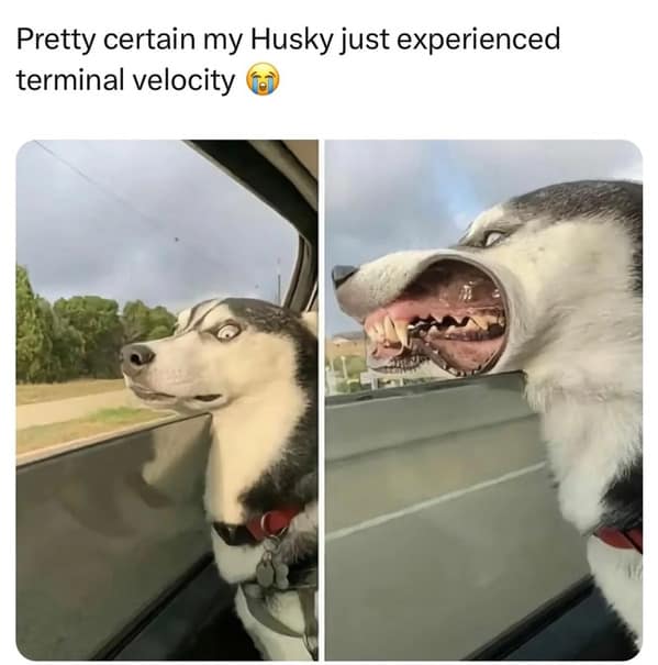 dog memes, funny dog memes, canine memes, pooch memes, furry friend memes, puppy memes, pup humor, little dog jokes, canine humor, dog funnies, four-legged jokes