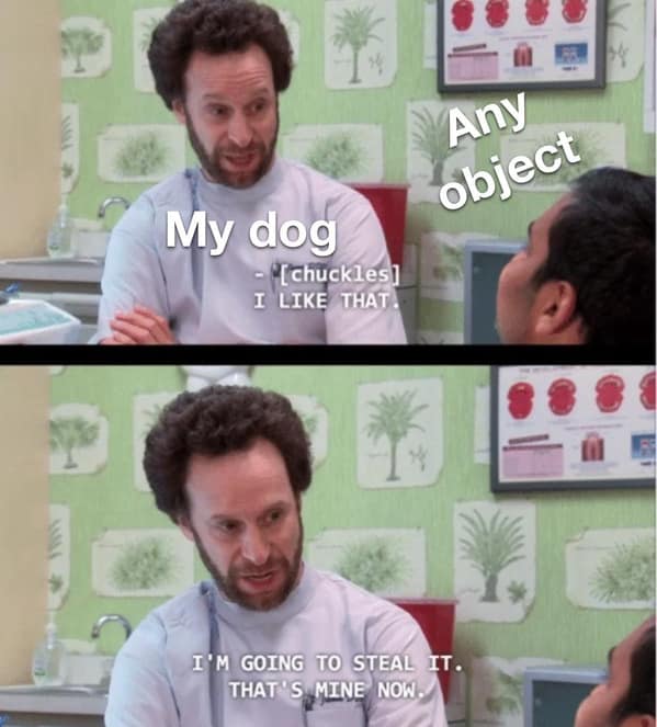 dog memes, funny dog memes, canine memes, pooch memes, furry friend memes, puppy memes, pup humor, little dog jokes, canine humor, dog funnies, four-legged jokes