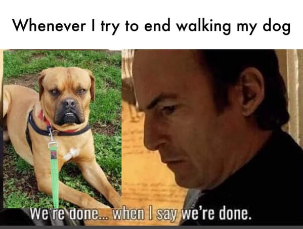 dog memes, funny dog memes, canine memes, pooch memes, furry friend memes, puppy memes, pup humor, little dog jokes, canine humor, dog funnies, four-legged jokes