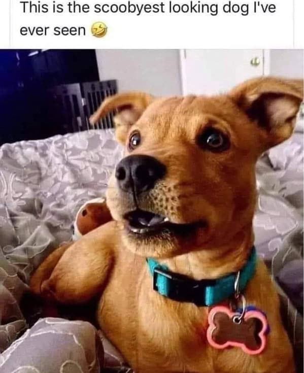 dog memes, funny dog memes, canine memes, pooch memes, furry friend memes, puppy memes, pup humor, little dog jokes, canine humor, dog funnies, four-legged jokes