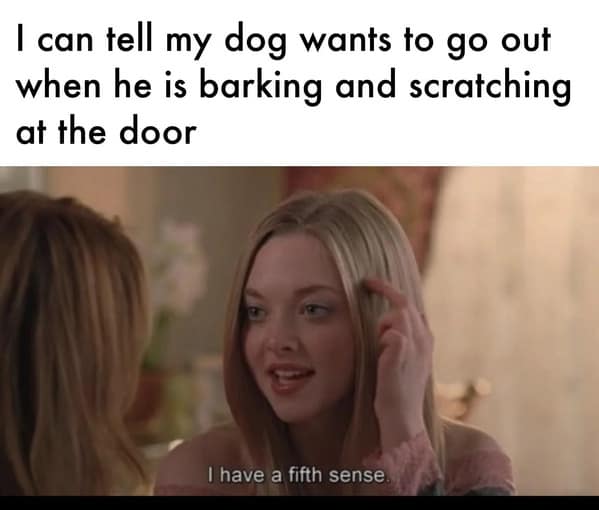 dog memes, funny dog memes, canine memes, pooch memes, furry friend memes, puppy memes, pup humor, little dog jokes, canine humor, dog funnies, four-legged jokes