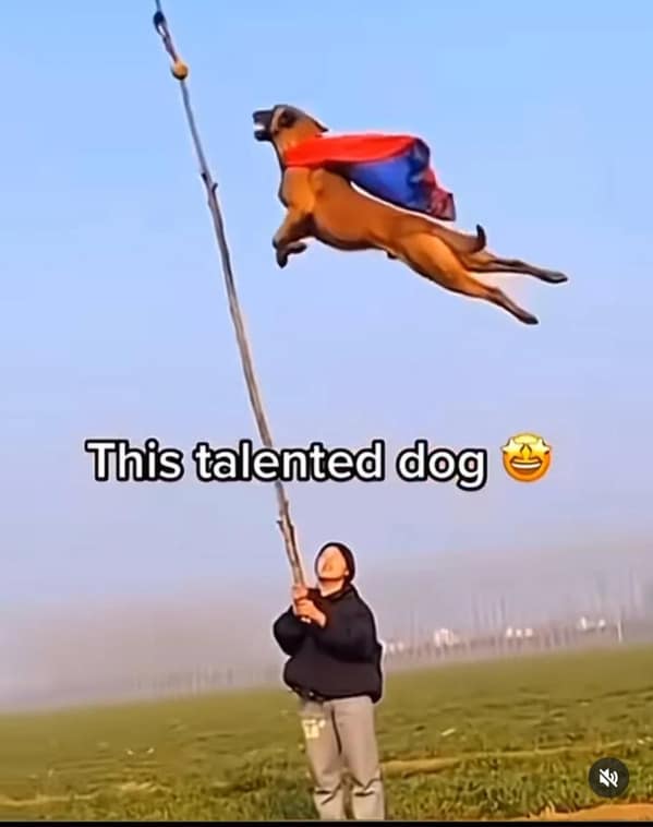 dog memes, funny dog memes, canine memes, pooch memes, furry friend memes, puppy memes, pup humor, little dog jokes, canine humor, dog funnies, four-legged jokes