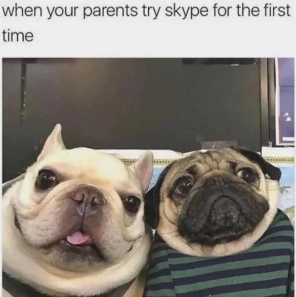 dog memes, funny dog memes, canine memes, pooch memes, furry friend memes, puppy memes, pup humor, little dog jokes, canine humor, dog funnies, four-legged jokes