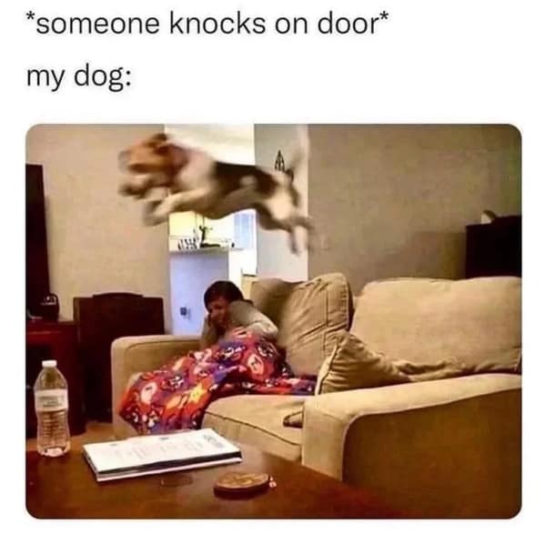 dog memes, funny dog memes, canine memes, pooch memes, furry friend memes, puppy memes, pup humor, little dog jokes, canine humor, dog funnies, four-legged jokes