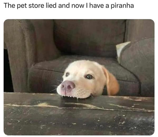 dog memes, funny dog memes, canine memes, pooch memes, furry friend memes, puppy memes, pup humor, little dog jokes, canine humor, dog funnies, four-legged jokes