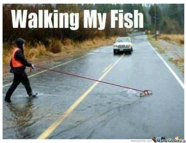 Walking My Fish