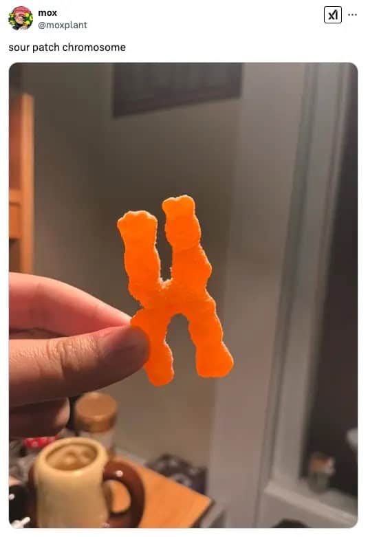 sour patch chromosome