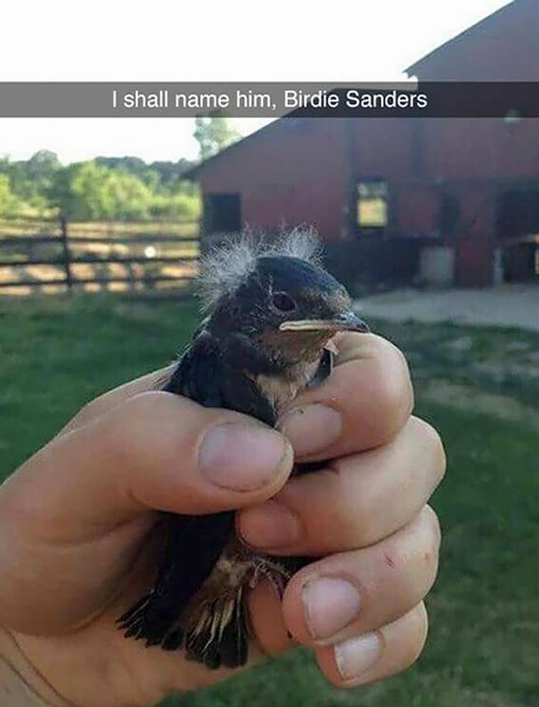 I shall name him, Birdie Sanders