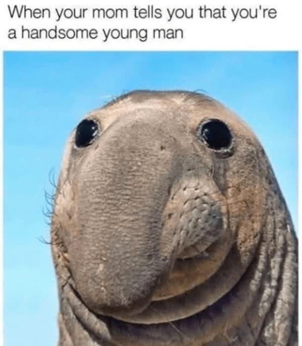 animal memes, funny animal memes, pet memes, humorous pet memes cat memes, kitten memes, feline memes, funny cats memes dog memes, puppy memes, canine memes, hilarious dog memes cute animal memes, adorable memes, charming pet memes, endearing animal memes