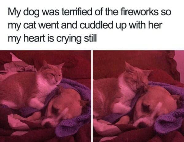 animal memes, funny animal memes, pet memes, humorous pet memes cat memes, kitten memes, feline memes, funny cats memes dog memes, puppy memes, canine memes, hilarious dog memes cute animal memes, adorable memes, charming pet memes, endearing animal memes